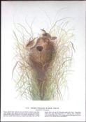 Short Billed Marsh Wren Audubon Birds of America 72-Year-Old Book Plate-69.