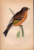 Mountain Finch Rev Morris 1888 Antique History of British Birds Engraving-34.