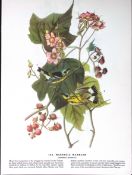 Magnolia Warbler Audubon Birds of America 72-Year-Old Coloured Book Plate-129.