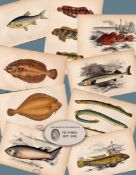 Job-Lot 10 Antique Johnathan Couch Fishes of The British Isles Engravings-4.