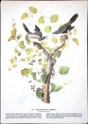 Loggerhead Shrike Audubon Birds of America 72-Year-Old Book Plate-196.