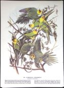 Carolina Paroquet’s Audubon Birds of America 72-Year-Old Book Plate-52.