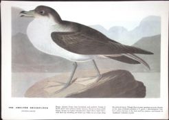 Greater Shearwater Audubon Birds of America 72-Year-Old Coloured Book Plate-179.