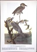 Yellow Crowned Night Heron Audubon Birds of America 72-Year-Old Coloured Book Plate-216.
