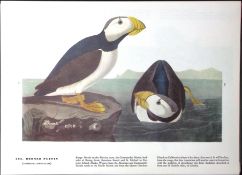 Horned Puffin Audubon Birds of America 72-Year-Old Coloured Book Plate-41.