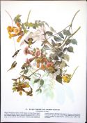 Ruby-Throated Hummingbird Audubon Birds of America 72-Year-Old Book Plate-168.