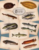 Job-Lot 10 Antique Johnathan Couch Fishes of The British Isles Engravings-2.