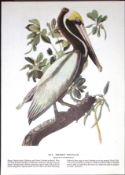 Brown Pelican Audubon Birds of America 72-Year-Old Coloured Book Plate-117.