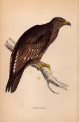 Golden Eagle Rev Morris Antique 1888 History of British Birds Engraving-1.