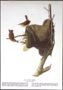House Wren Audubon Birds of America 72-Year-Old Coloured Book Plate-81.