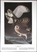The Barn Owl Audubon Birds of America 72-Year-Old Coloured Book Plate-4.