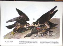Duck Hawk Audubon Birds of America 72-Year-Old Coloured Book Plate-12.