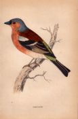 Chaffinch Rev Morris 1888 Antique History of British Birds Engraving-36.