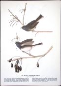 Slate-Coloured Junco Audubon Birds of America 72-Year-Old Book Plate-191.