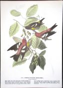 White-Winged Crossbill Audubon Birds of America 72-Year-Old Coloured Book Plate-205.