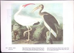 White Ibis Audubon Birds of America 72-Year-Old Coloured Book Plate-167.