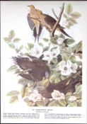 Mourning Dove Audubon Birds of America 72-Year-Old Coloured Book Plate-82.
