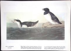 Dovekie Audubon Birds of America 72-Year-Old Coloured Book Plate-217.