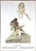 Saw-Whet Owl Audubon Birds of America 72-Year-Old Coloured Book Plate-22.