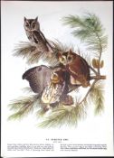 Screech Owl Audubon Birds of America 72-Year-Old Coloured Book Plate-10.