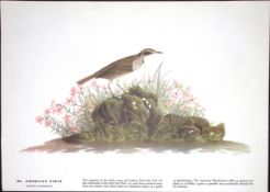 American Pipit Audubon Birds of America 72-Year-Old Book Plate-193.