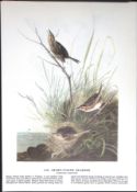 Sharp-Tailed Sparrow Audubon Birds of America 72-Year-Old Coloured Book Plate-50.
