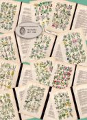 12 British Wild-Flowers John Sowerby Antique Engraved Prints with Original Hand Colouring-2.