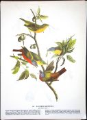 Painted Bunting Audubon Birds of America 72-Year-Old Book Plate-198.