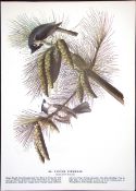 Tufted Titmouse Audubon Birds of America 72-Year-Old Coloured Book Plate-203.