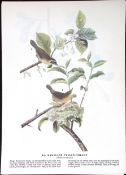 Marland Yellow Throat Audubon Birds of America 72-Year-Old Book Plate-151.