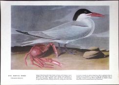 Royal Tern Audubon Birds of America 72-Year-Old Coloured Book Plate-109.