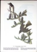 Olive Sided Flycatcher Audubon Birds of America 72-Year-Old Coloured Book Plate-67.