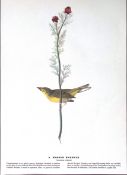 Hooded Warbler Audubon Birds of America 72-Year-Old Coloured Book Plate-121.