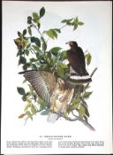 Broad Winged Hawk Audubon Birds of America 72-Year-Old Coloured Book Plate-9.