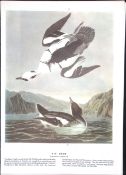 The Smew Audubon Birds of America 72-Year-Old Coloured Book Plate-211.