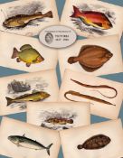Job-Lot 10 Antique Johnathan Couch Fishes of The British Isles Engravings-6.