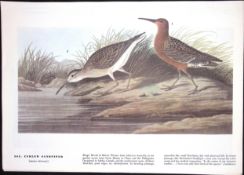 Curlew Sandpiper Audubon Birds of America 72-Year-Old Coloured Book Plate-171.