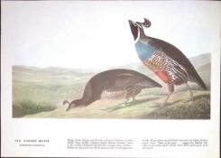 Valley Quail Audubon Birds of America Coloured 72-Year-Old Book Plate-141.