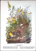 Meadowlark Audubon Birds of America 72-Year-Old Coloured Book Plate-66.