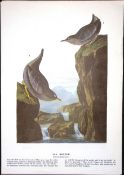 Dipper Audubon Birds of America 72-Year-Old Coloured Book Plate-180.