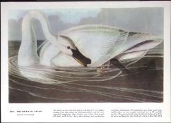 Trumpeter Swan Audubon Birds of America 72-Year-Old Coloured Book Plate-96.