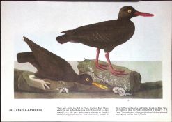 Oyster Catchers Audubon Birds of America 72-Year-Old Coloured Book Plate-40.