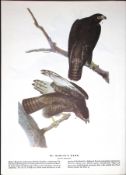 Harland’s Hawk Audubon Birds of America 72-Year-Old Coloured Book Plate-30.