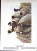 Cliff Swallow Audubon Birds of America 72-Year-Old Coloured Book Plate-84.