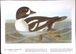 Barrow’s Golden-Eye Audubon Birds of America 72-Year-Old Book Plate-137.