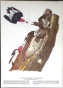 Red-Headed Woodpecker Audubon Birds of America 72-Year-Old Coloured Book Plate-49.