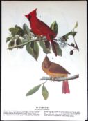 The Cardinal Audubon Birds of America 72-Year-Old Coloured Book Plate-57.