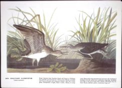 Solitary Sandpiper Audubon Birds of America 72-Year-Old Coloured Book Plate-187.