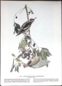 Yellow-Bellied Sapsucker Audubon Birds of America 72-Year-Old Book Plate-55.