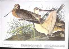 Marbled Godwit Audubon Birds of America 72-Year-Old Book Plate-166.